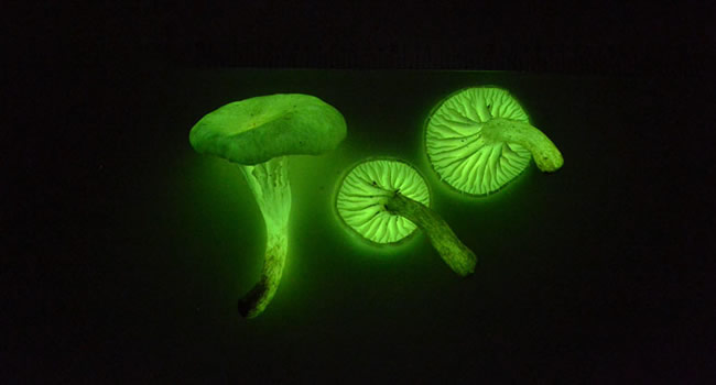 Bioluminescência de fungos: prospecção e ensaios toxicológicos