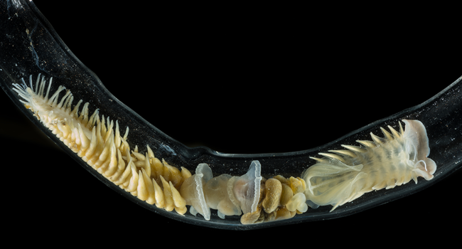 O verme marinho Chaetopterus variopedatus